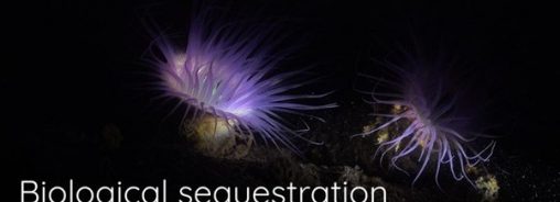 Przykład zastosowania Federacji EOSC: Biologiczna sekwestracja węgla w oceanie