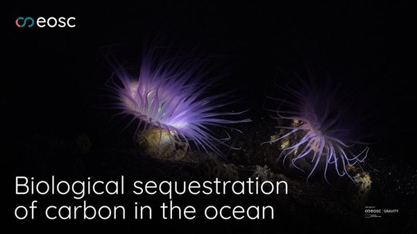 Przykład zastosowania Federacji EOSC: Biologiczna sekwestracja węgla w oceanie